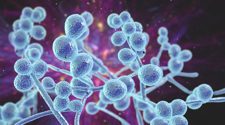 Skriv en rapport stabil Modtager Sintomi Candida Intestinale | Candida e probiotici