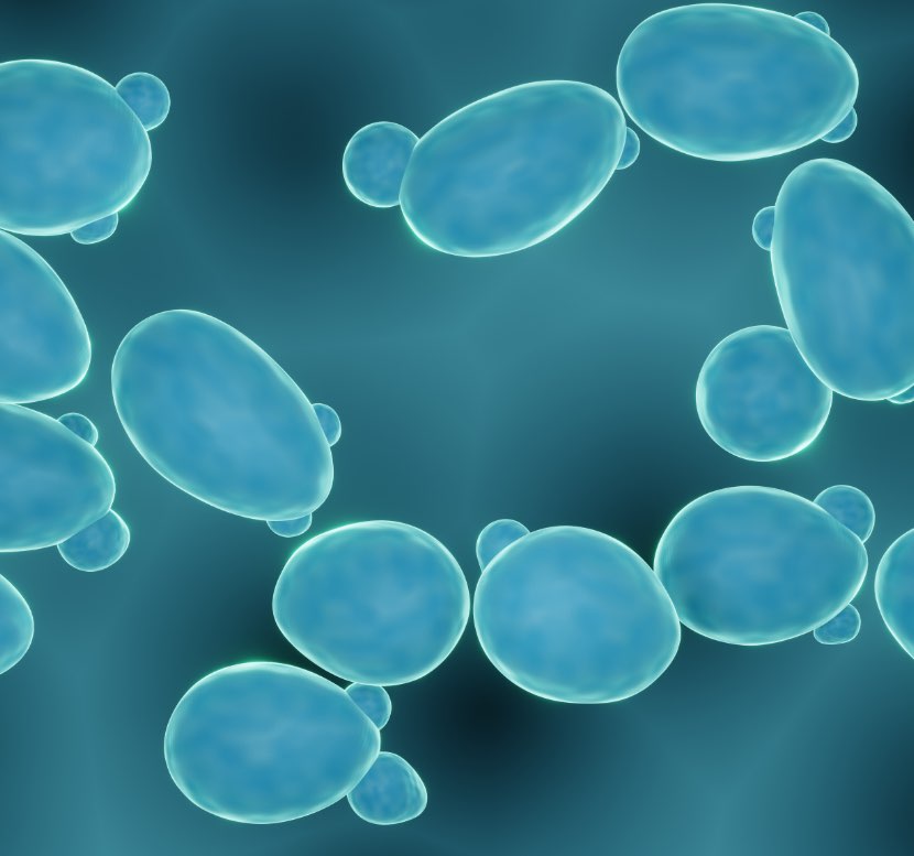 Saccharomyces Boulardii di Codex dettaglio al microscopio